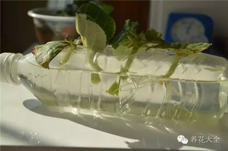 葉片放入塑料瓶瓶身的孔里