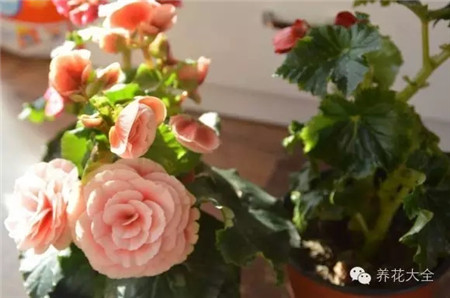 母本要注意通風(fēng)