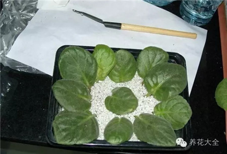 選擇飽滿(mǎn)結(jié)實(shí)的葉片