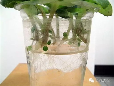 葉柄就會(huì)出現(xiàn)小芽