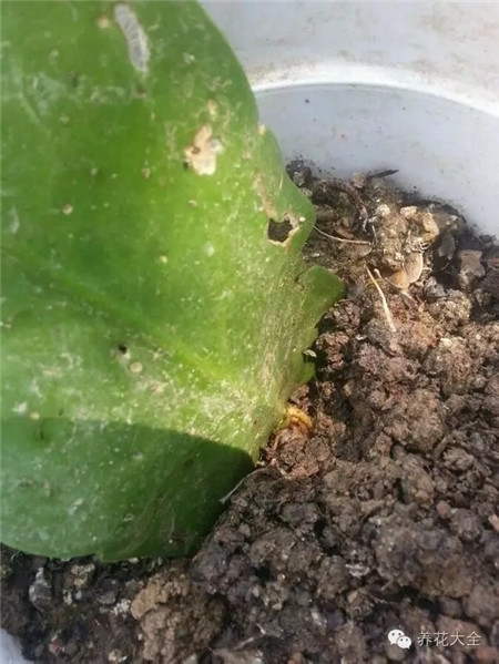 選擇2年以上的老葉子