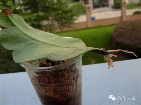 過(guò)段時(shí)間就會(huì)生出根