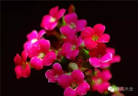 十、長(zhǎng)壽花葉插