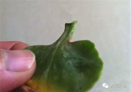 把長(zhǎng)壽花的葉片摘下來(lái)