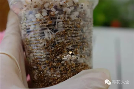 用噴壺把水噴濕