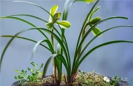 蘭花呵護(hù)眼周脆弱肌膚