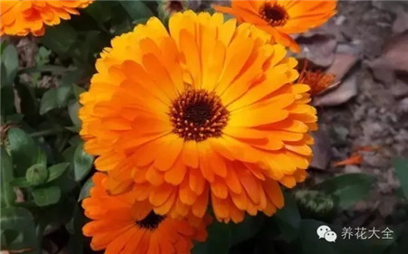 金盞花收斂毛孔的好手