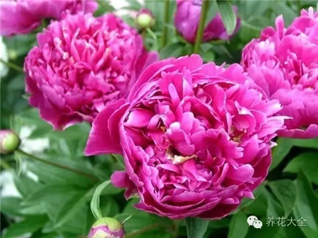 芍藥促進(jìn)角質(zhì)層更新