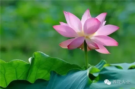 蓮花去除肌膚污染