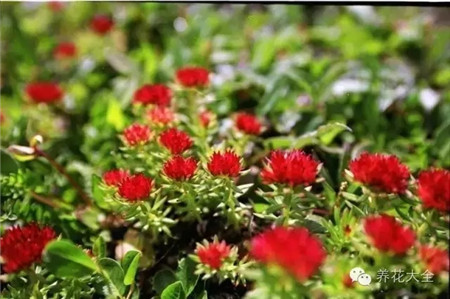 紅景天頸部肌膚的年輕法寶