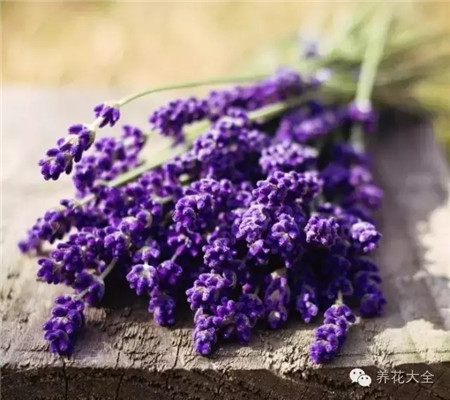 薰衣草激活頸部肌膚