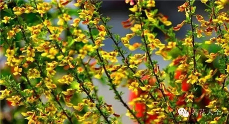 金雀花減少腰腹水分囤積