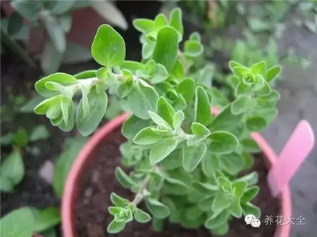 馬約蘭刺激細(xì)胞新陳代謝