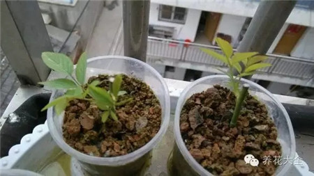 純細(xì)沙扦插