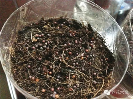 把下部的礦泉水瓶里裝滿種植土