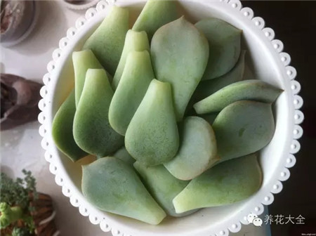 多肉葉子擼下來