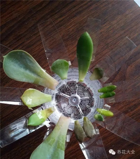 葉片用膠帶固定