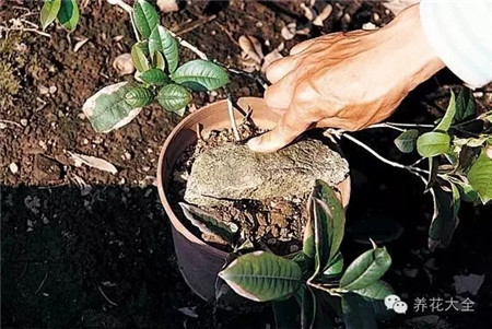 用石塊壓在上面