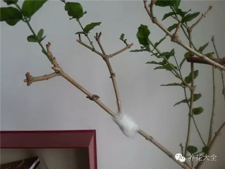 將刻傷部位包裹起來