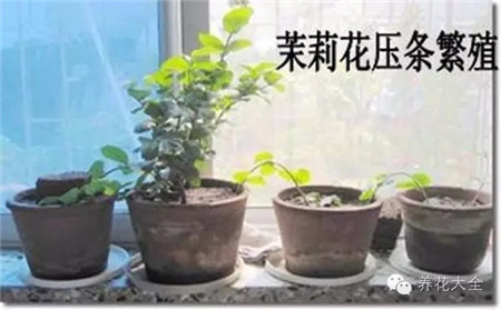 適合藤蔓性的植株
