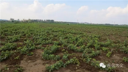 水水壓條法獲得的植株