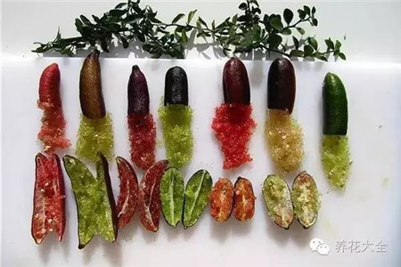 手指檸檬的果實