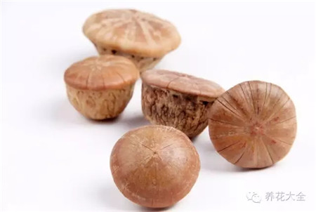 風(fēng)流果果實