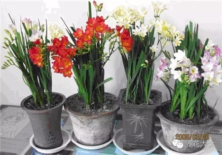 草木灰能防治病蟲害