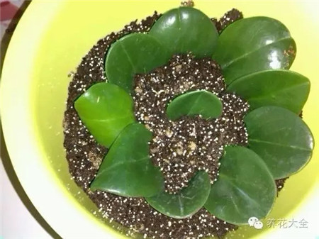 豆瓣綠葉片扦插