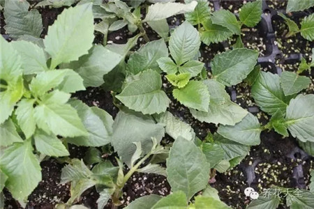 扦插成功的大麗花