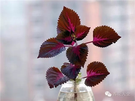 水插生根的彩葉草