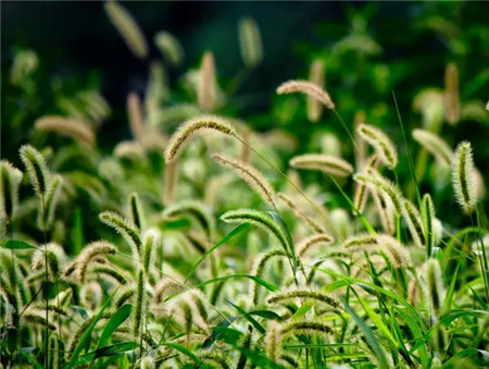 NO.2 愛(ài)拍馬屁的狗尾巴草