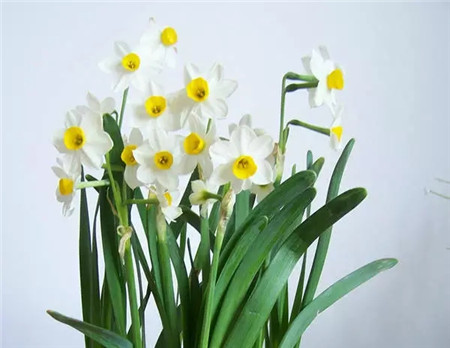 NO.3 狂自戀的水仙花