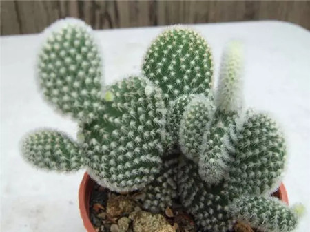 NO.4 帶刺的仙人掌