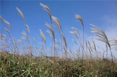 NO.5 兩頭倒的墻頭草