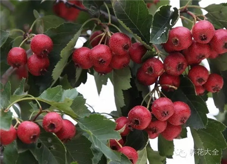 山楂果實