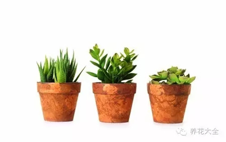 生根，促進(jìn)枝條成活