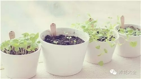 催芽，提高種子成活率