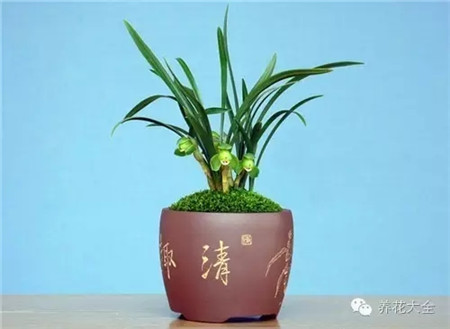 抗病，增強(qiáng)蘭草的免疫力