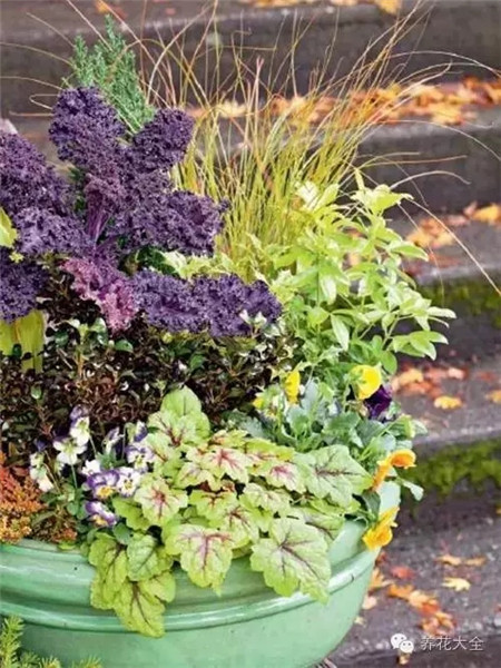 甘藍(lán)與耐寒植物