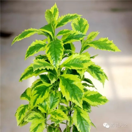 2、觀花不如觀葉