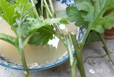 保留一個(gè)葉芽