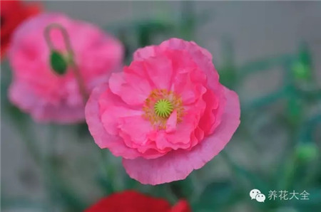 虞美人養(yǎng)殖注意