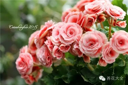 麗格海棠養(yǎng)護(hù)方法