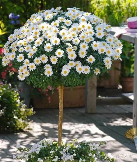 蓬蒿菊養(yǎng)護(hù)方法