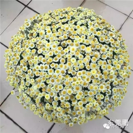 瑪格麗特養(yǎng)護(hù)方法