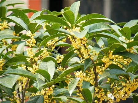 桂花養(yǎng)護(hù)方法