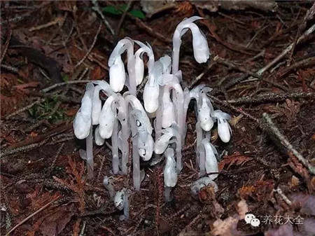 冥界之花水晶蘭