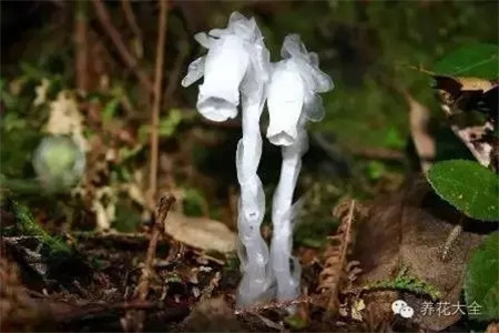 水晶蘭不適合養(yǎng)殖