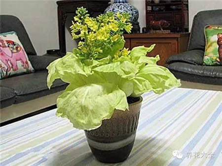 大頭菜盆栽